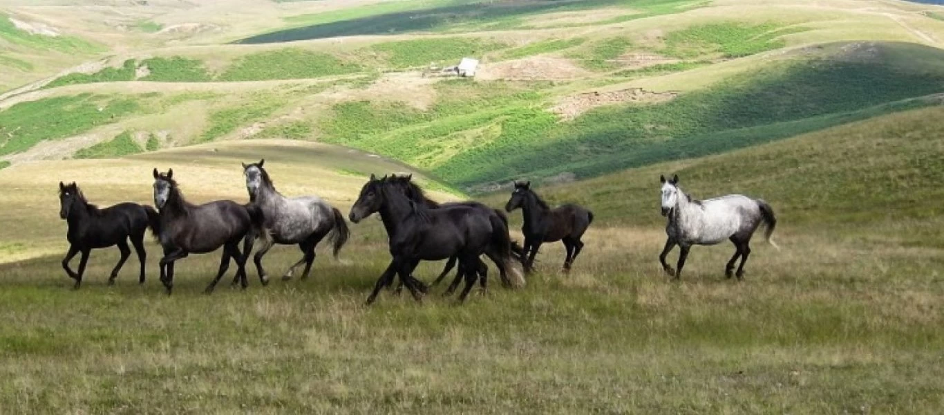 Γαλλία: Μυστήριο παραμένουν οι δολοφονίες και ακρωτηριασμοί αλόγων σε όλη τη χώρα